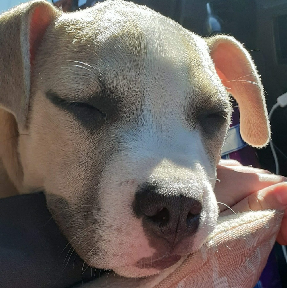 Meet your Posher, Brooklynn